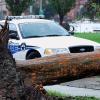 Police car blocked by fallen tree